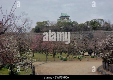 Der Pflaumenhain in der Blüte des Schlosses Osaka, Japan Stockfoto