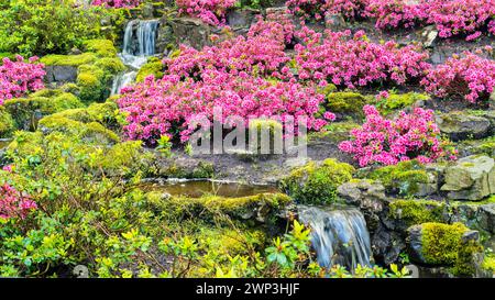 Künstlicher Wasserfall im Garten. Garten mit rosa Azaleen im japanischen Stil. Rhododendron im schattigen Garten mit Steinen. Landschaftsfoto mit Beauti Stockfoto