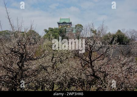 Der Pflaumenhain in der Blüte des Schlosses Osaka, Japan Stockfoto