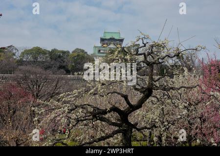 Der Pflaumenhain in der Blüte des Schlosses Osaka, Japan Stockfoto