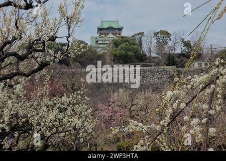 Der Pflaumenhain in der Blüte des Schlosses Osaka, Japan Stockfoto