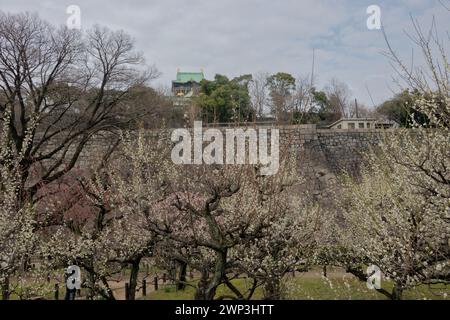 Der Pflaumenhain in der Blüte des Schlosses Osaka, Japan Stockfoto