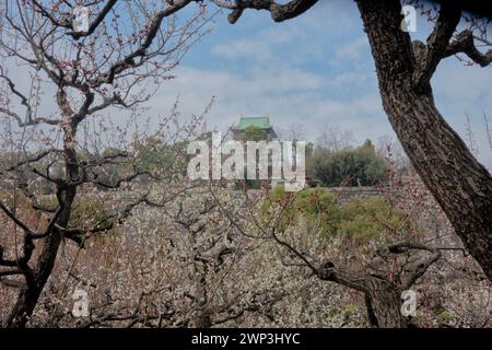 Der Pflaumenhain in der Blüte des Schlosses Osaka, Japan Stockfoto