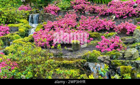 Rosafarbene Azaleen am Steinufer eines Wasserfalls. Garten mit Azaleen im japanischen Stil. Malerisches Landschaftsfoto mit wunderschönem Garten. Rhododendron in s Stockfoto