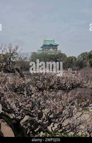 Der Pflaumenhain in der Blüte des Schlosses Osaka, Japan Stockfoto