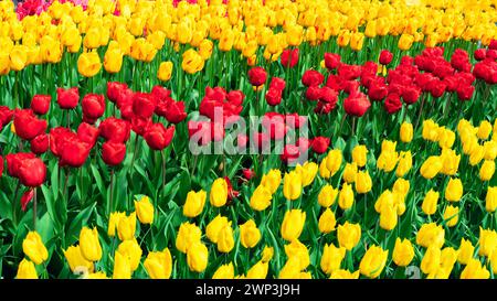 Gelber und roter Tulpenfloraler Hintergrund. Eine Fülle von Tulpen im Keukenhof-Gartenbanner. Tulpeninfloreszenzen Nahansicht von oben mit Stockfoto