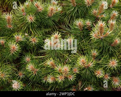 Nahaufnahme des grünen Laubs und Neuzucht des europäischen Schwarzkiefernbesens pinus nigra keightley. Stockfoto