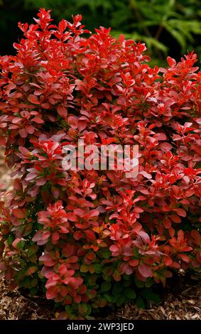 Nahaufnahme der orange-roten Blätter der Gartenhecke berberis thunbergii atropurpurea Bewunderung. Stockfoto