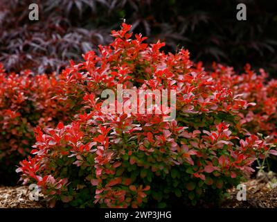 Nahaufnahme der orange-roten Blätter der Gartenhecke berberis thunbergii atropurpurea Bewunderung. Stockfoto