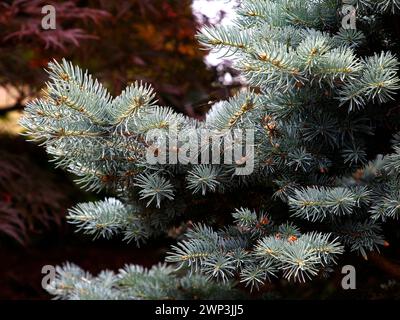 Nahaufnahme der blauen Blätter an einem Zweig der immergrünen Nadelbäume picea pungens glauca globosa. Stockfoto