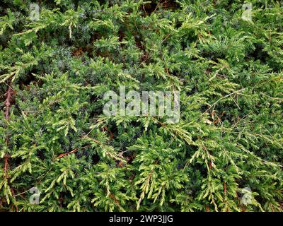 Nahaufnahme der niedrig wachsenden und sich ausbreitenden immergrünen Gartenkonifer juniperus rigida conferta Schlager. Stockfoto