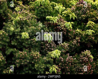 Nahaufnahme des gelben Frühlingsblattes der immergrünen Gartenkonifer Cryptomeria japonica mankichi sugi. Stockfoto