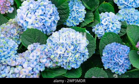 Blaue Hortensie Nahaufnahme. Hortensie macrophylla mit blauen Blütenständen Nahaufnahme. Hortensie Blumen Kunstfoto mit Kopierraum. Wunderschöner Hortensie Bus Stockfoto