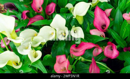 Rosafarbene und weiße Calla-Lilien aus der Nähe von oben. Eine Vielzahl von Calla-Lilien mit verschiedenen Blättern. Blumenhintergrund mit Kopierraum. Inflorescen Stockfoto
