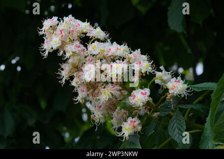 Kastanienblüten-Cluster, Allergien Stockfoto