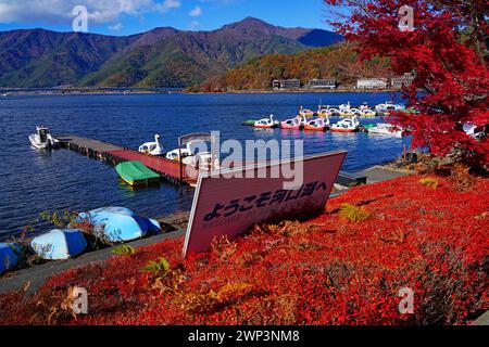 FUJIKAWAGUCHIKO, JAPAN – 20. November 2023 – Blick auf Schwanenboote auf dem Kawaguchi-See (Fujikawaguchiko) während der Herbstsaison der Momiji-Blätter. Stockfoto