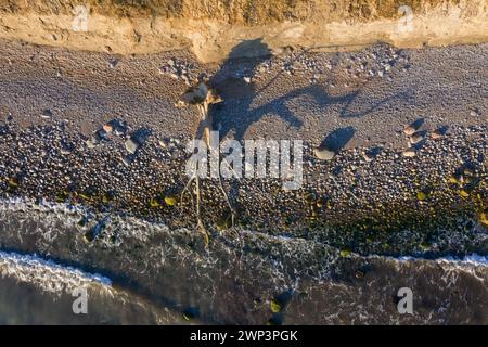 Toter Baum am Brodtener Ufer / Brodten Steilufer, Klippe in der Lübecker Bucht an der Ostsee bei Sonnenaufgang, Schleswig-Holstein, Deutschland Stockfoto