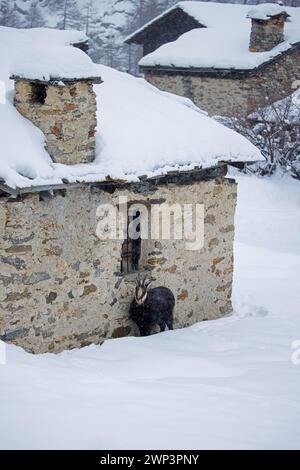 Alpenchamois (Rupicapra rupicapra), die im Winter im Schnee durch das Bergdorf im Gran Paradiso Nationalpark wandern, Aostatal, Italien Stockfoto