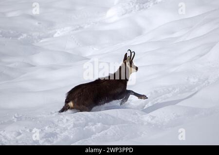 AlpenGämse (Rupicapra rupicapra) einsamer Mann in dunklem Winterfell, der im tiefen Schnee über Berghänge in den europäischen Alpen flüchtet Stockfoto