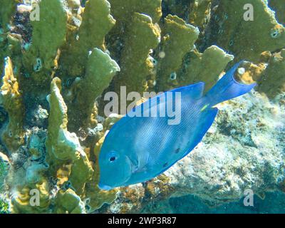 Unterwasserfotografie eines Blauen Doctorfisches gegen gelbe Korallen (Acanthurus coeruleus), Bonaire, Karibik Niederlande Stockfoto