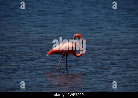 Einzelner rosafarbener Flamingo in der blauen Salzwasserlagune auf Bonaire Island, Karibik Niederlande Stockfoto