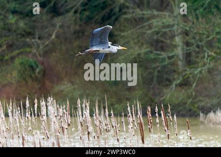 Graureiher-Ardea cinerea im Flug. Stockfoto