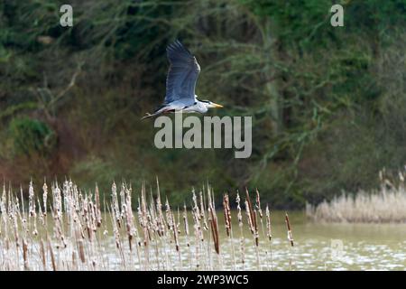 Graureiher-Ardea cinerea im Flug. Stockfoto