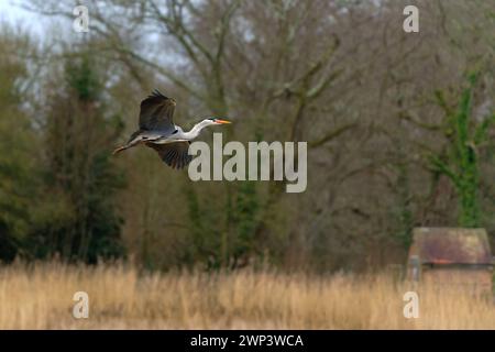 Graureiher-Ardea cinerea im Flug. Stockfoto