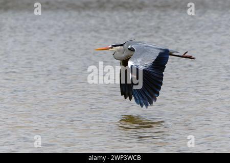 Graureiher-Ardea cinerea im Flug. Stockfoto