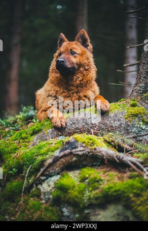 Westerwälder Kuhhhund im Wald Stockfoto