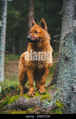 Westerwälder Kuhhhund im Wald Stockfoto