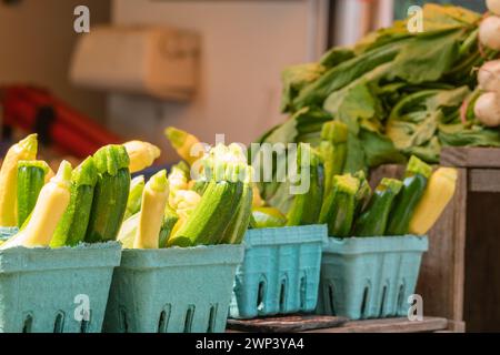 Martha's Vineyard, MA, USA-20. Juli 2023: Zucchini oder Sommerkürzel zum Verkauf auf dem lokalen Bauernmarkt. Stockfoto