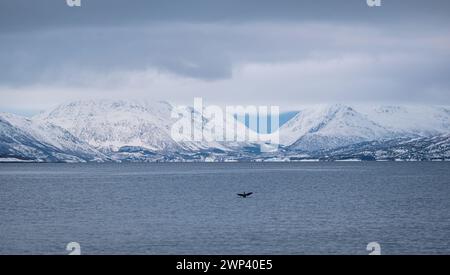 Wunderschöner Panoramablick auf schneebedeckte Berge um einen norwegischen Fjord mit einem Wasservogel über dem Wasser. Stockfoto