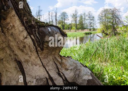 Polen, Podlasie, Suprasl River, Biber beschädigten den Baum neben dem Fluss, der Bau des Damms durch Biber Stockfoto