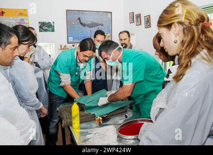 Tierarzt, der eine Operation für Studenten in einer Tierklinik des Vogelerholungszentrums durchführt. Stockfoto