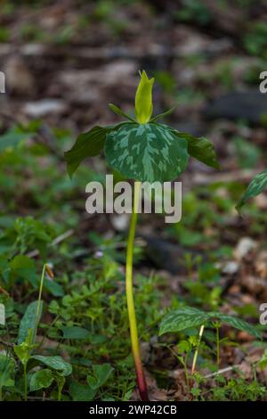 Yellow Trillium im Great Smoky Mountains National Park Stockfoto