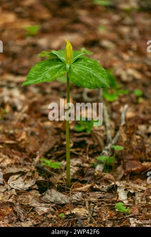 Yellow Trillium im Great Smoky Mountains National Park Stockfoto