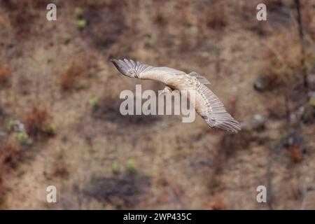 Der Gänsegeier (Gyps fulvus), regionaler Naturpark Sirente Velino, Abruzzen, Italien. Stockfoto