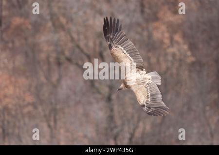 Der Gänsegeier (Gyps fulvus), regionaler Naturpark Sirente Velino, Abruzzen, Italien. Stockfoto