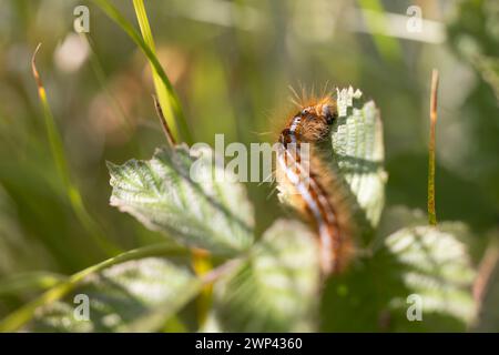 Lakey Moth caterpillar, Malacosoma neustria. Stockfoto