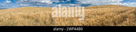 Großes Weizenfeld unter blauem Himmel mit Wolken in Andalusien. Stockfoto