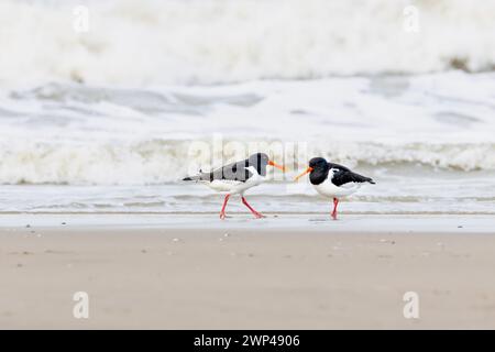 Nahaufnahme von zwei Austernfängern, Haematopus ostralegus, die am Nordseestrand von IJmuiderslag vor einem verschwommenen Hintergrund von sur spazieren und auf Nahrungssuche gehen Stockfoto