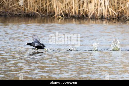 Nahaufnahme eines Coots, Fulica atra, mit seinen Flügeln, die mit hoher Geschwindigkeit über und durch die Wasseroberfläche mit großen Wasserspritzern ausgebreitet werden, um einen C zu vertreiben Stockfoto