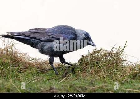 Porträt eines Jackdaw, Corvus monedula, der sich über ein Grasbüschel auf dem Boden auf der Suche nach Nahrung mit einem scharfen Auge auf den nahe stehenden Fotografen gebeugt hat Stockfoto