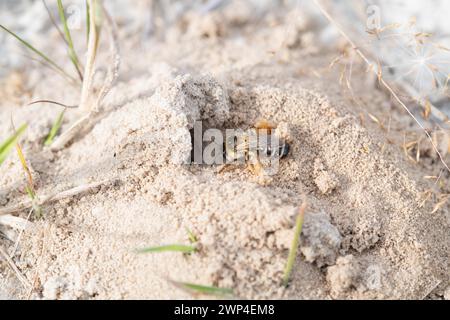 Braune Hosenbiene (Dasypoda hirtipes), Wildbiene auf sandigem Boden vor dem Nesteingang, Bourtanger Moor-Bargerveen International Nature Stockfoto