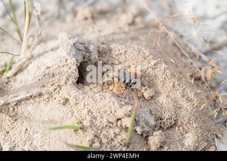 Braune Hosenbiene (Dasypoda hirtipes), Wildbiene auf sandigem Boden vor dem Nesteingang, Bourtanger Moor-Bargerveen International Nature Stockfoto