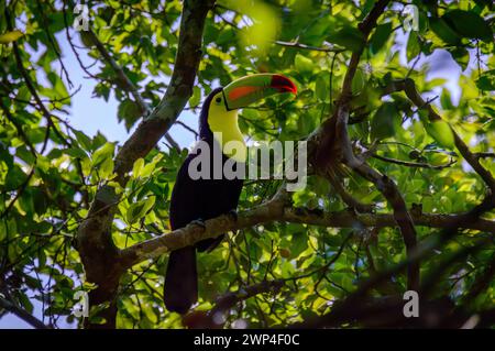 Wild Keel Billed Toucan, Ramphastos sulfuratus, sitzt in Tree Campeche, Mexiko Stockfoto