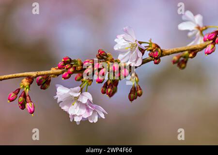 Kirschblütenzweig mit rosafarbenen Knospen und offenen weißen Blüten, die die Ankunft des Frühlings signalisieren, Prunus serrulata, japanische Kirsche Stockfoto