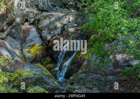 Ein kleiner Wasserfall fällt über moosbedeckte Felsen, flankiert von frischen grünen Blättern, in Südkorea Stockfoto