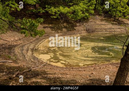 Ein ausgetrocknetes Teichbett, bedeckt mit grünen Algen und umgeben von Bäumen, in Südkorea Stockfoto